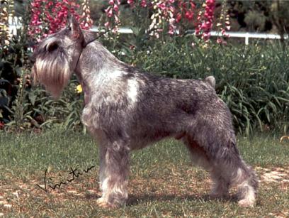 stahlkrieger standard schnauzers